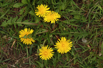 Bright yellow dandelions blooming in the green grass (Latin name Taraxacum, from the aster family).