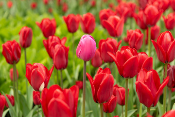 tulips in a flower bed