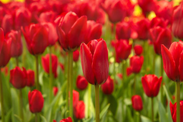 Obraz premium tulips in a flower bed
