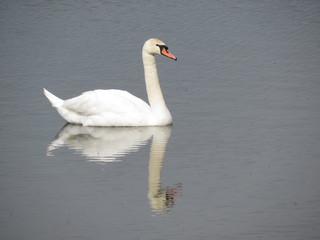 Fototapeta premium White swans in the reflection of water