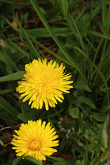 Bright yellow dandelions blooming in the green grass (Latin name Taraxacum, from the aster family).
