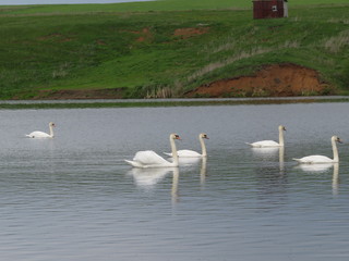 A flock of five beautiful swans