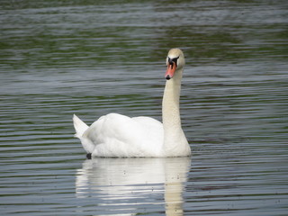 Fototapeta premium A Swan with an evil face