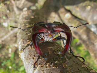 Male European stag beetle insect on tree branch