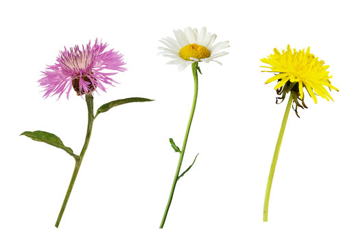 Set of thistle, dandelion and daisy flowers