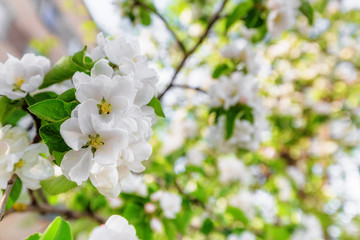 Apple tree blooming