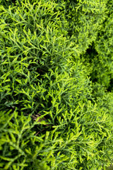 Macro of cypress branch with cones. Cypress cedar tree branch.