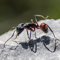 Macrophotography of insect
Macrophotographie d'insecte