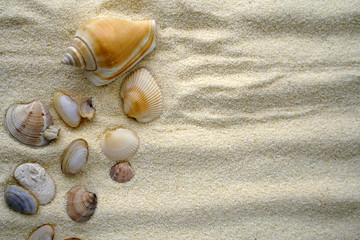 Fototapeta na wymiar seashells on the beach. vacation concept by the sea