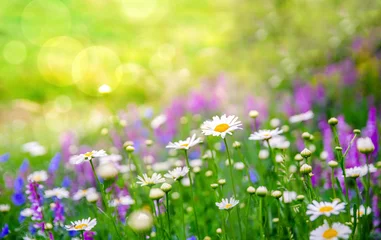 Fotobehang Beautiful meadow with colorful vibrant spring wild flowers © eshana_blue
