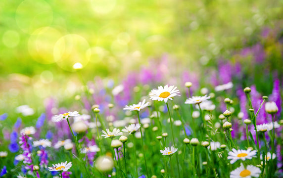 Beautiful meadow with colorful vibrant spring wild flowers