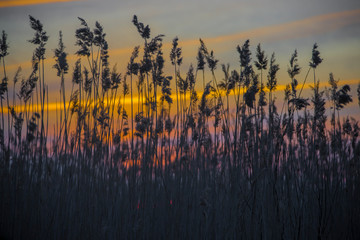 reeds at sunset