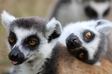 Fototapeta premium Katta 