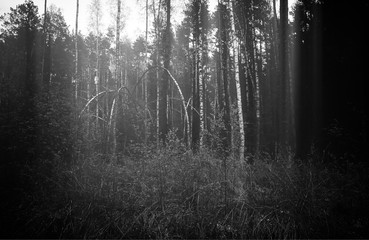 Black & white bended trees at summer forest background