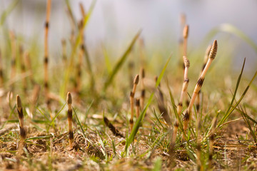 close up of grass
