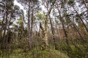 Old dead rotten  pine tree with interesting wood structure in seaside forest.  