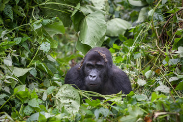 female gorilla in dense jungle natural habitat 
