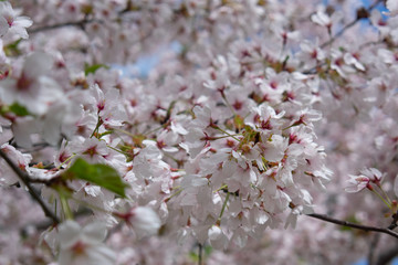 Cherry blossom branch close up, copy space