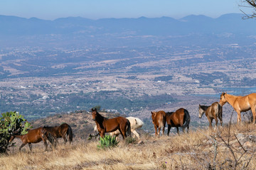 caballos pastando en la sierra