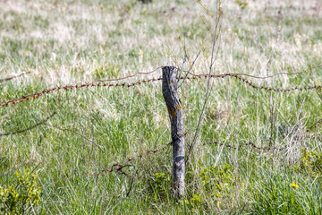 An old pasture barbed fence in  natural pasture meadow in May.