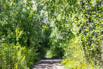 Close-up view of beautiful blooming bird cherry tree with tender white flowers and blurred background. 