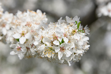 Close up white cherry blossom