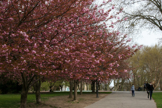 cherry tree in spring during social distancing