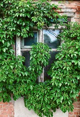 Old wooden window, overgrown with wild grapes