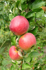 Ripe red apples growing on a branch.