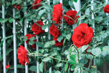 Fototapeta na wymiar The rose blooms with beautiful fragrant flowers. Many flowers roses hang down to form a wall of flowers. Decorative fence, flower arch, decoration for wedding, birthday, garden and park