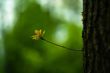 yellow leaf on a tree