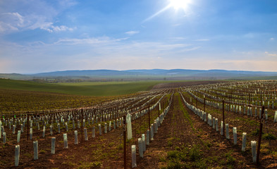 Fototapeta na wymiar Vineyards in the countryside near the village of Karlin in the Czech Republic.