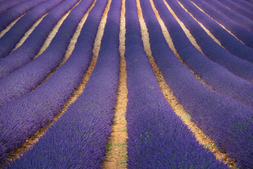 Fototapeta na wymiar Purple lavender field of Provence