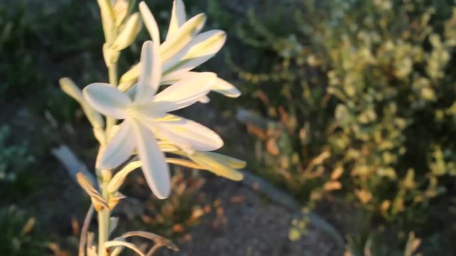 Large white blooms of the perennial Desert Lily, Hesperocallis Undulata, Asparagaceae, native plant in the fringes of Twentynine Palms, Southern Mojave Desert, Springtime.