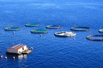 Obraz premium Aquaculture settlement, fish farm with floating circle cages around bay of Attica in Greece.