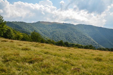 Green beech forest on grassy hills in the Carpathian mountains, Ukraine. View on beautiful mountain landscape at sunrise