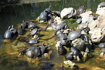 Fototapeta na wymiar Lake with turtles in the National Gardens of Athens in Greece.