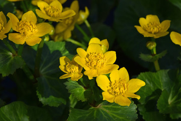 Close up yellow Caltha flowers over green leaves
