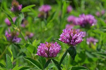 Close up purple clover flowers in green grass