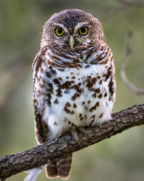African Barred Owlet in the Kruger National Park South Africa