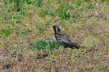 Birds, starling in the summer, starling catches bugs