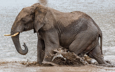 Fototapeta na wymiar Elephant back leg splashing water in South Africa