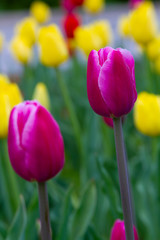Obraz premium Purple tulip spring flowers close up