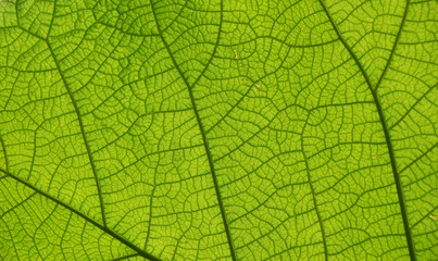 Extreme close up texture of green leaf veins
