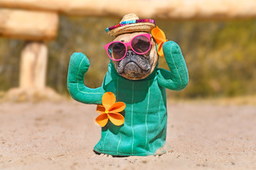 Funny French Bulldog dog dressed up with cactus costume with fake arms and orange fowers wearing...