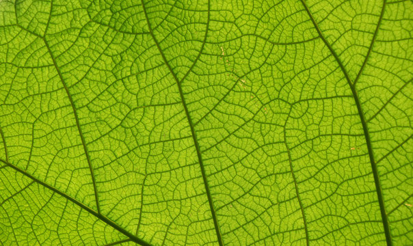Leaf Vein Images – Browse 26,984,411 Stock Photos, Vectors, and 