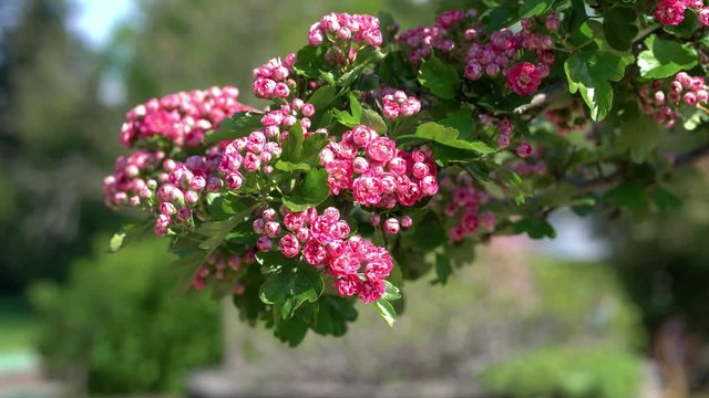 A branch of red flowers of a woodland hawthorn (crataegus laevigata Pauls scarlet) moving in a spring breeze