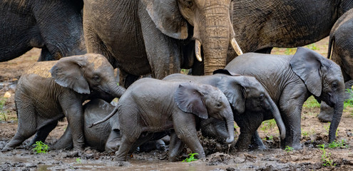 Elephant family with young ones in the foreground in South Africa © Quentin Oosthuizen