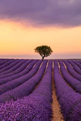 Fotobehang Paars lavendelveld van de Provence bij zonsondergang © breakingthewalls