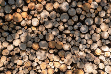 Texture of cut logs